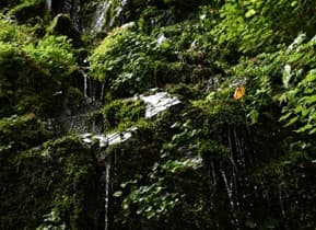 湧水巡り